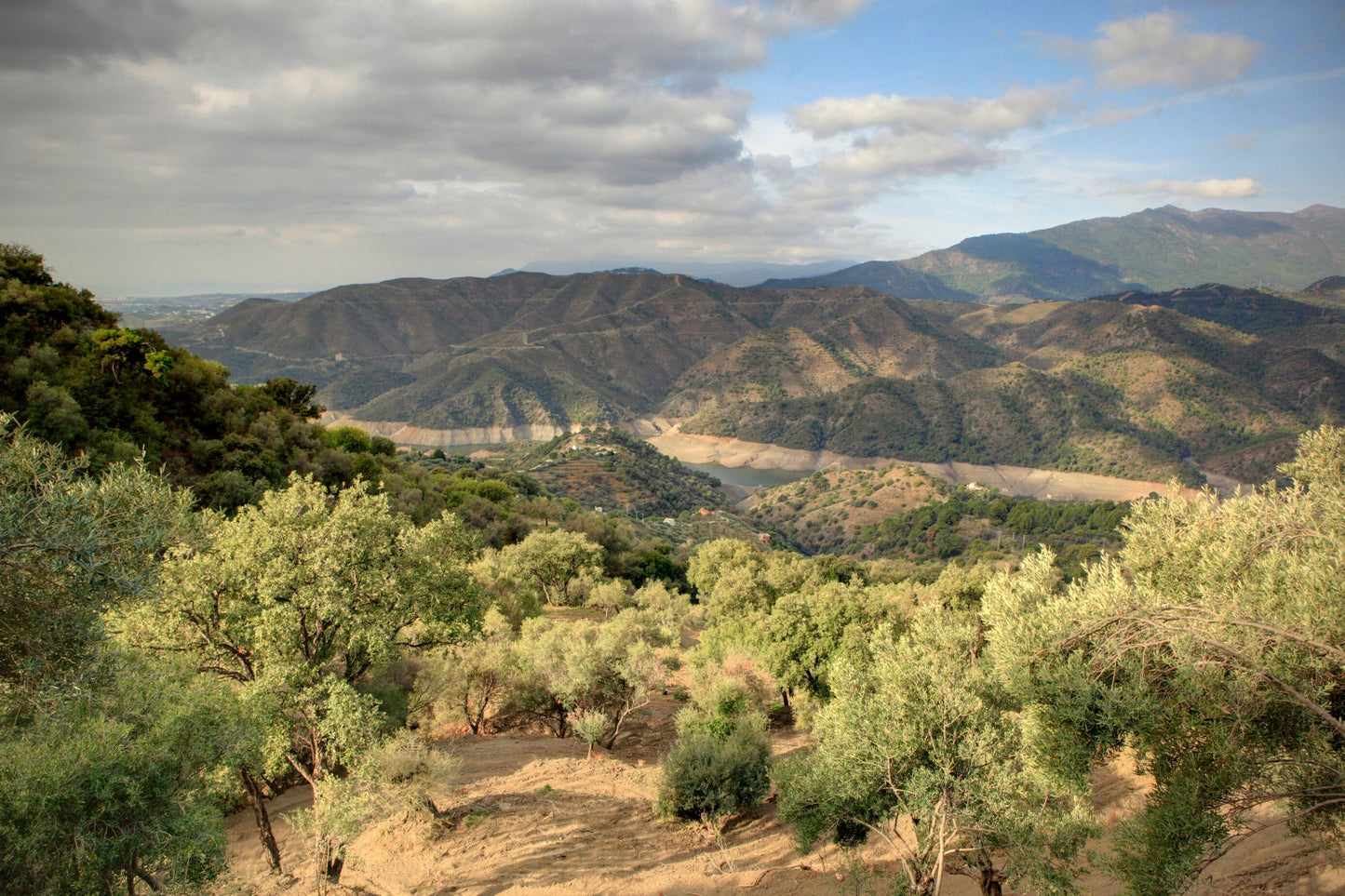 Belvis de las Navas Organic Extra Virgin Olive Oil, 16.9 oz Oil & Vinegar Belvis de las Navas