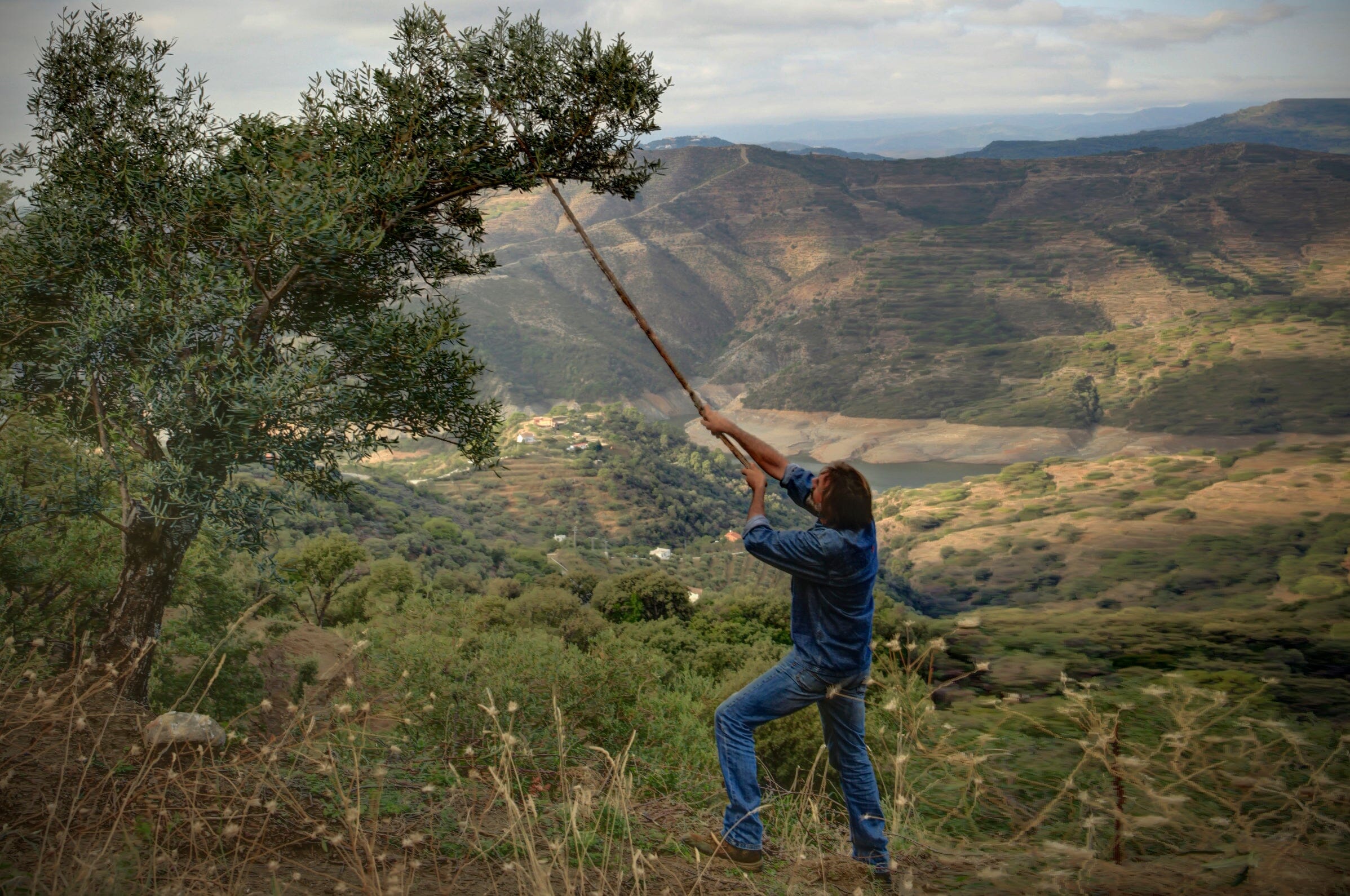 Belvis de las Navas Organic Extra Virgin Olive Oil, 16.9 oz Oil & Vinegar Belvis de las Navas