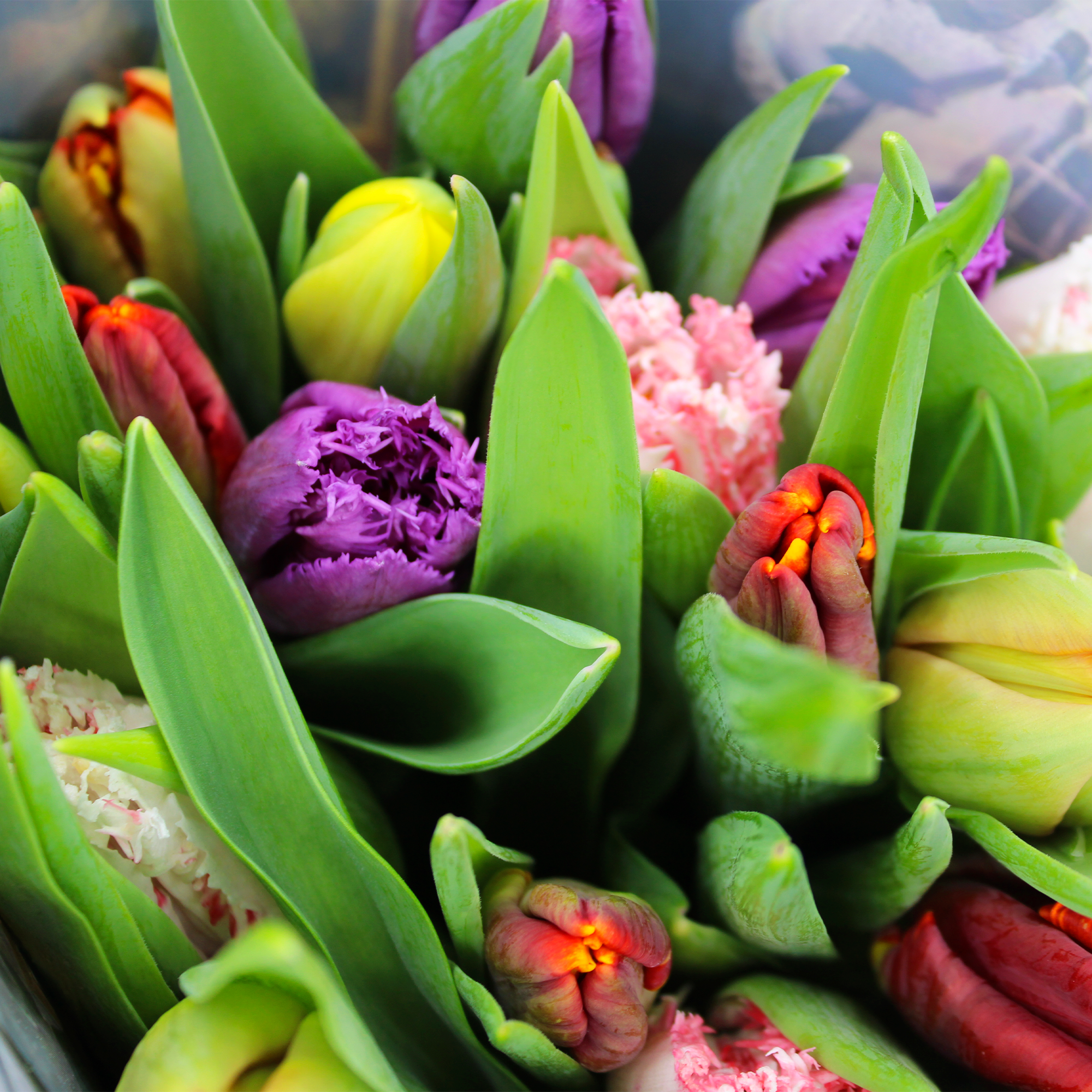 Dutch Tulip Masters, 10 Stem Bunches Supermarket Italy