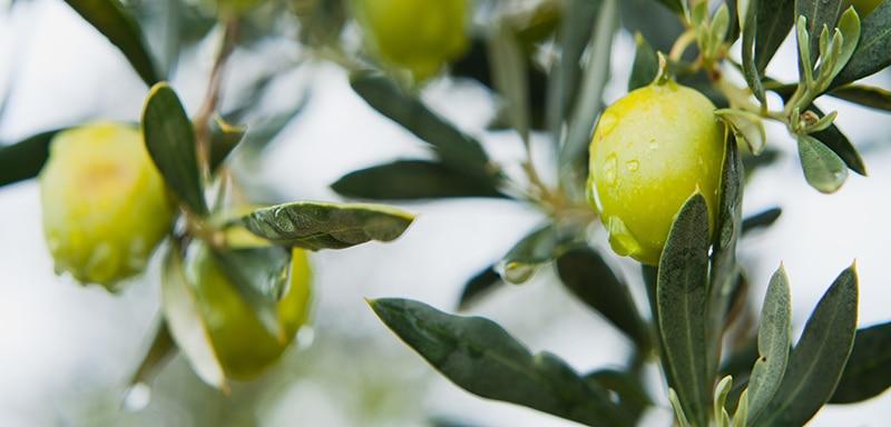 Castelvetrano Olives