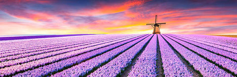 Field of purple tulips and windmill Holland