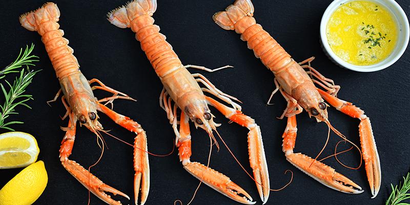 Langoustine lobsters
