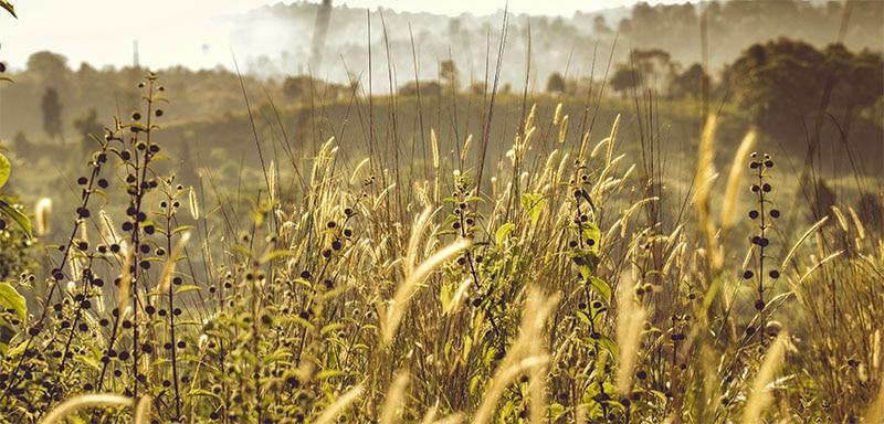 fields of wheat
