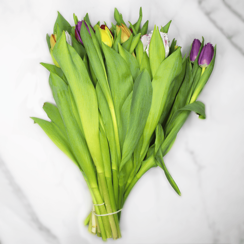 Dutch Tulip Masters, 10 Stem Bunches Supermarket Italy 