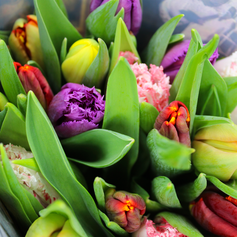 Dutch Tulip Masters, 10 Stem Bunches Supermarket Italy 