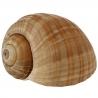 Sabarot Escargots Burgundy Snails, 28.2 oz Seafood Sabarot 